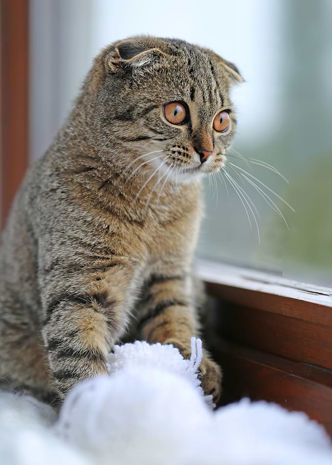 Cat Cats Feline Kitty