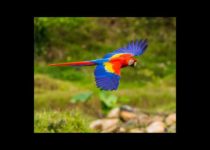 Parrot
