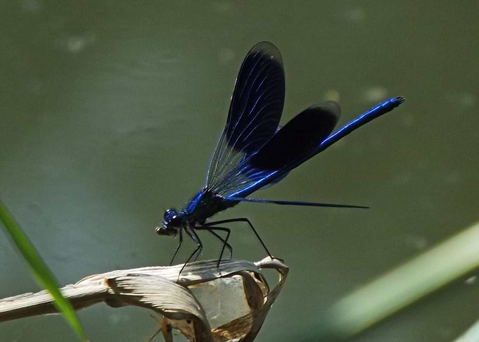 Dragonfly