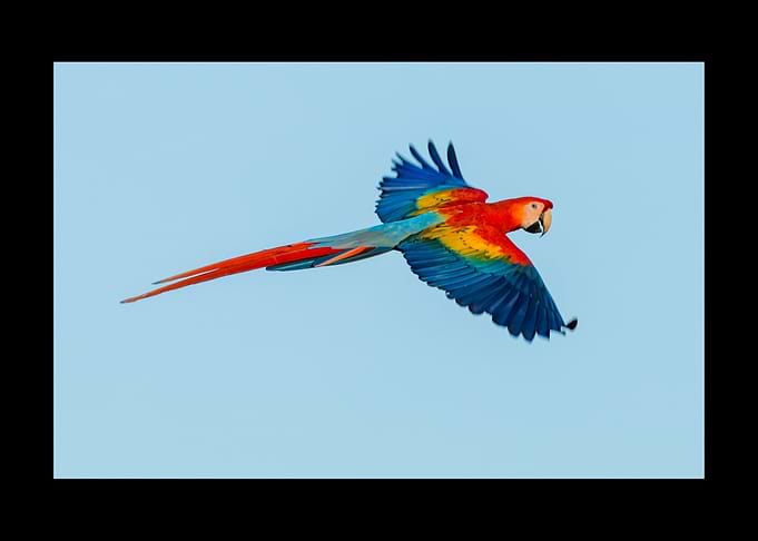 Parrot