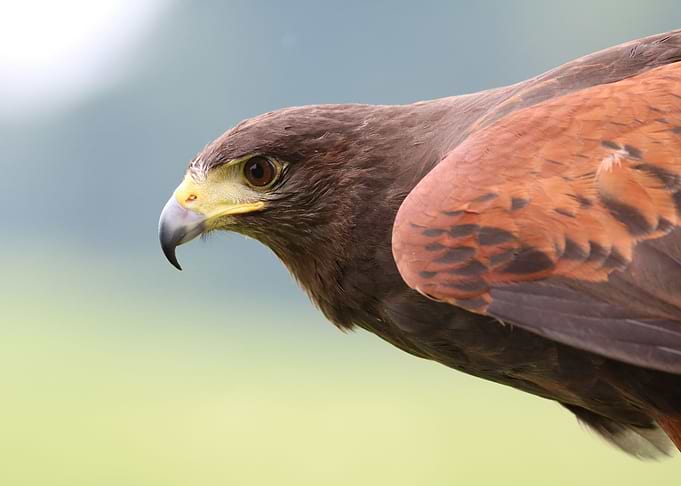 Hawk Prey