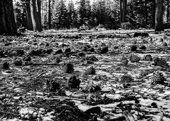 Black & White Forest Pine