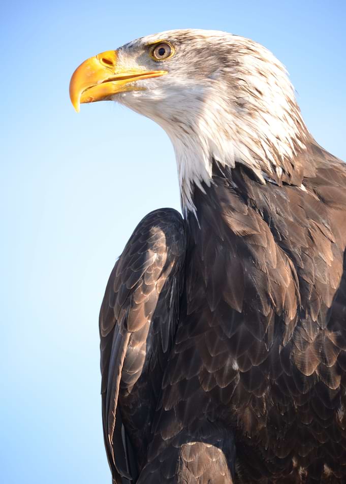 A Bald Eagle