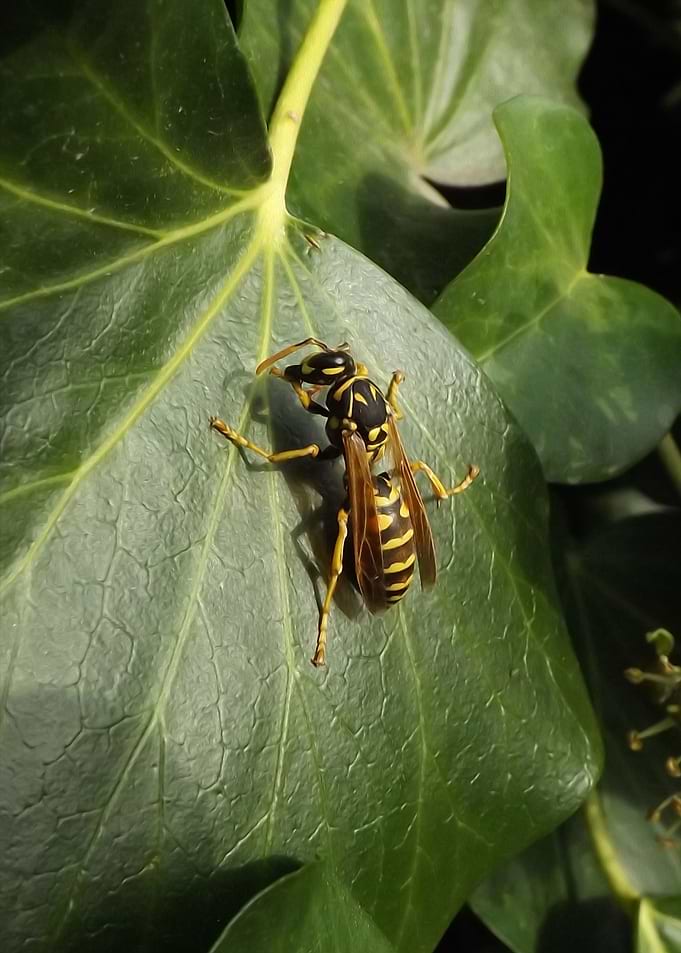 wasp