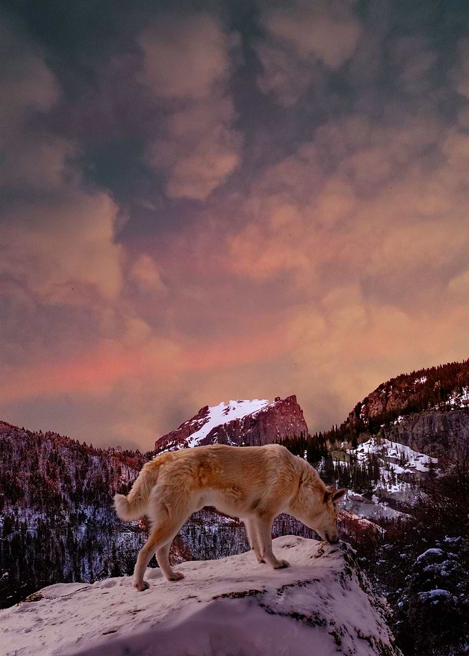 Cliff Wolf