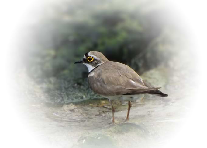 Little ringed plover