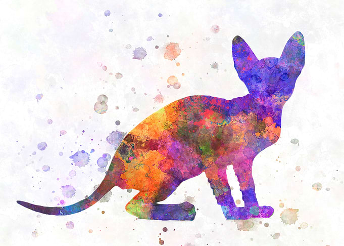 Peterbald cat watercolor