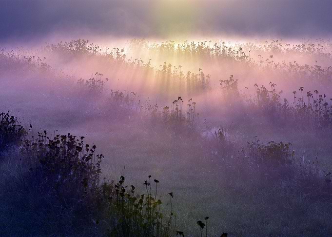 Field of flowers sunrise