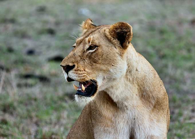 On Alert