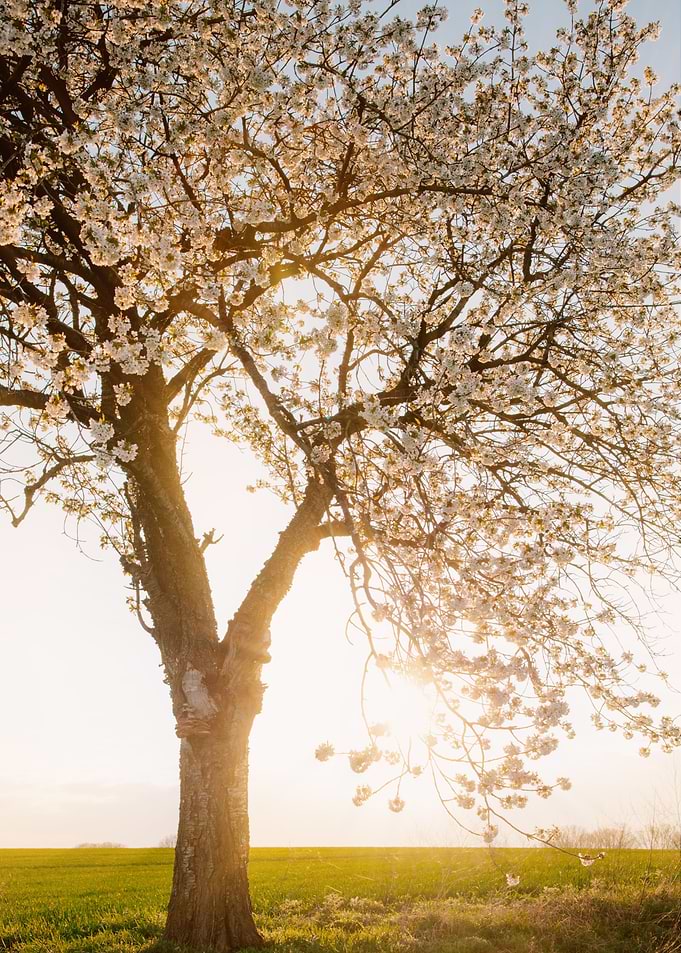Spring Sun