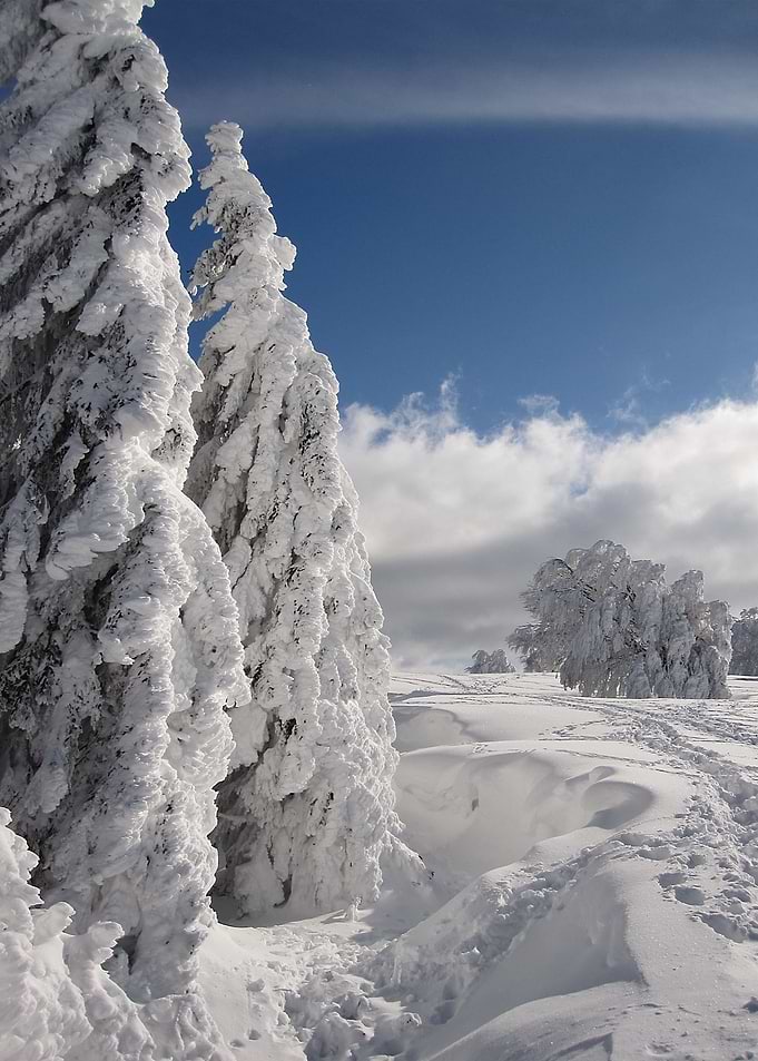Frozen
