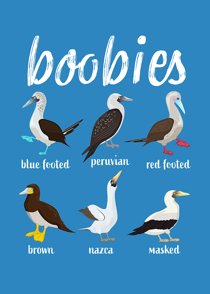 Boobies Funny Booby Birds