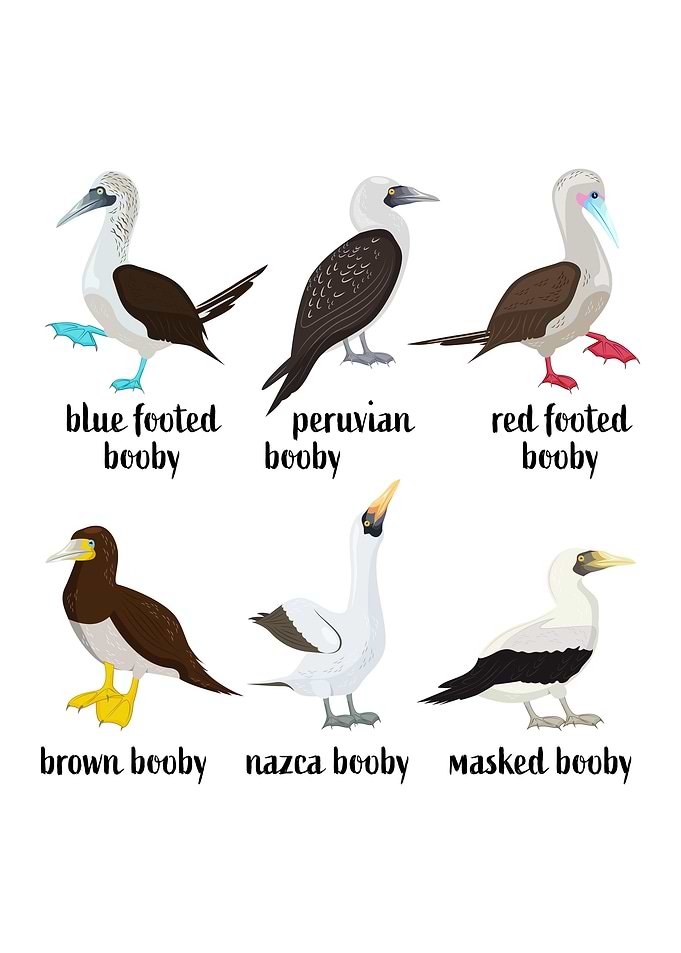 Booby Birds Wildlife