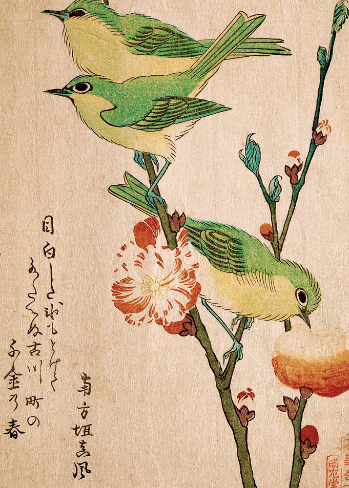 Japanese Whiteeyes