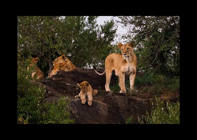 Lion