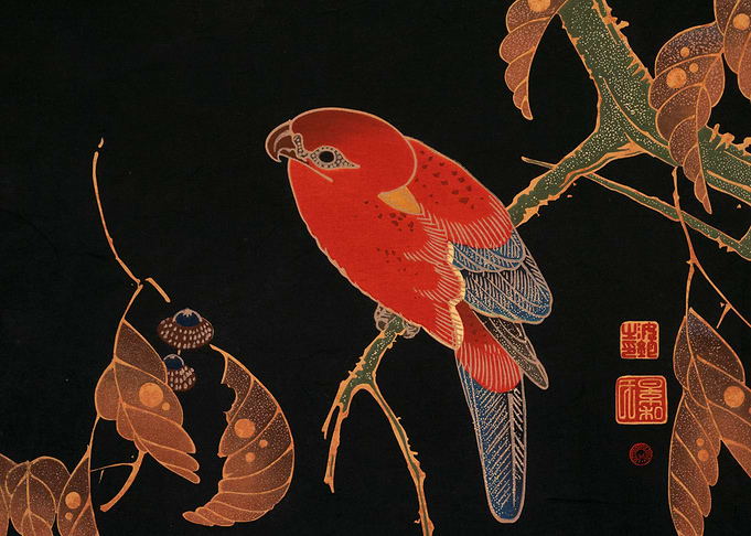 Red Parrot