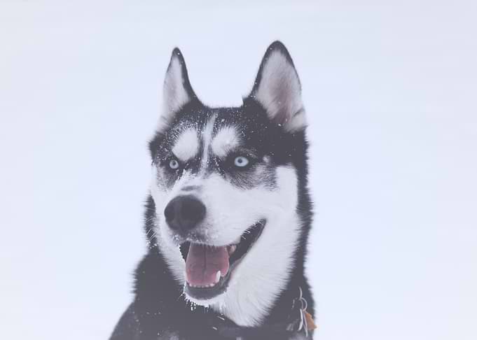 Siberian Husky Portrait