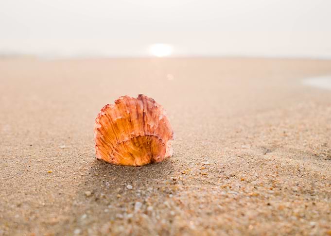 Shells on the Beach