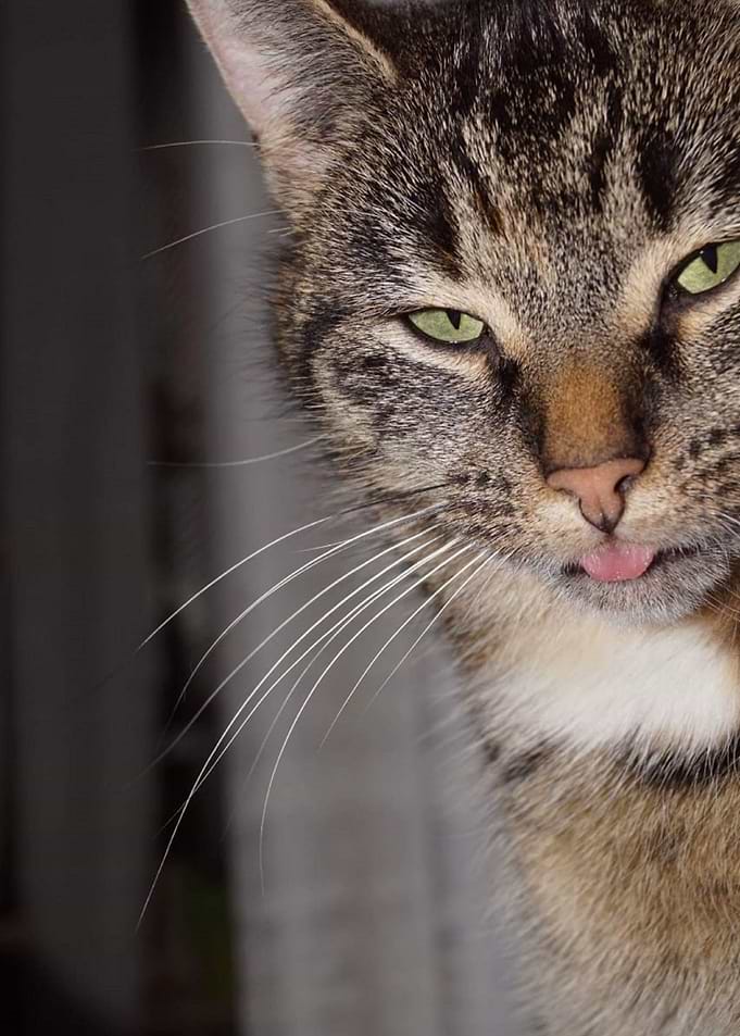 Cat Cats Feline Kitty