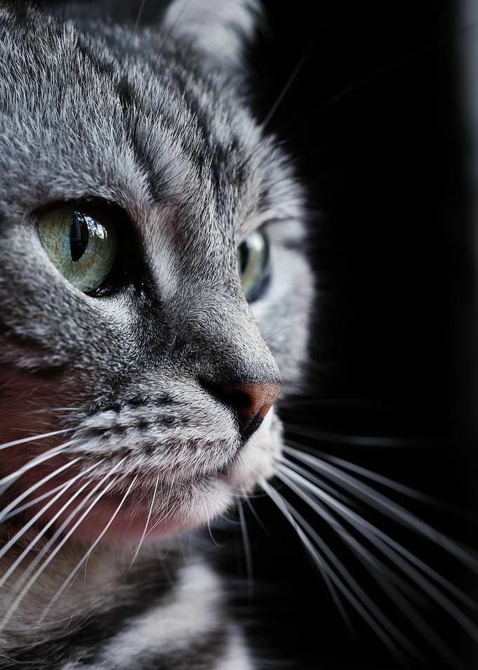 Cat Cats Feline Kitty