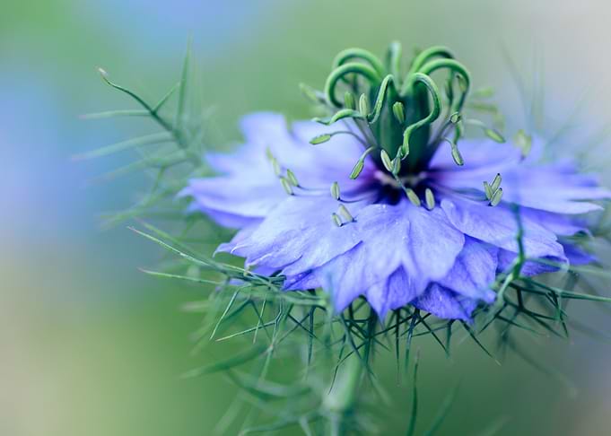 Blue Flower Minimalism