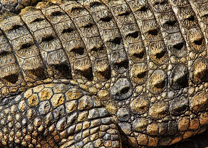 Crocs skin