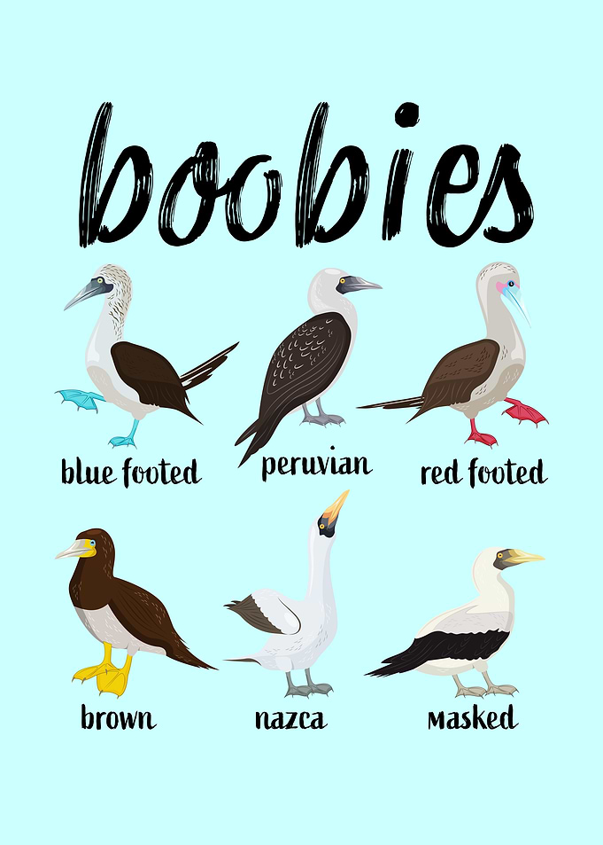 Booby Birds galapagos