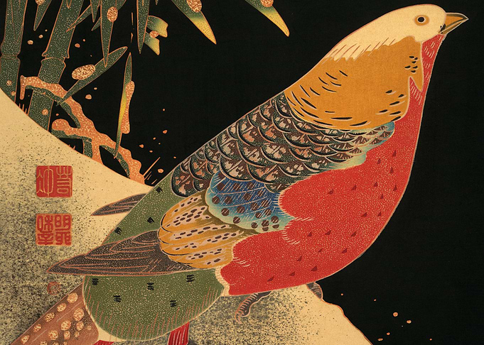 Golden Pheasant