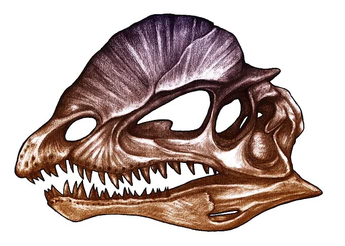 Dilophosaurus skull