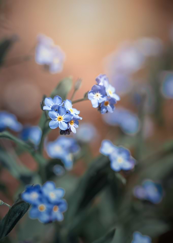 Little blue flowers, macro