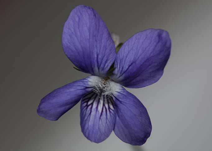 Viola flowering close up