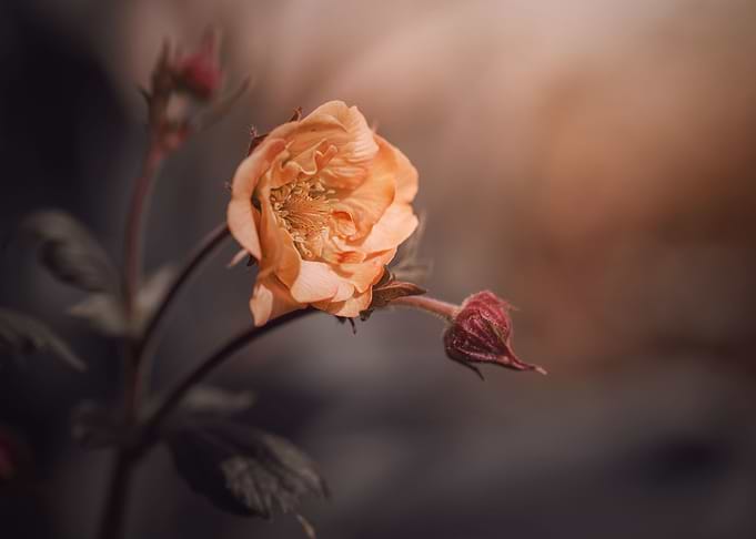Geum Mai Tai,orange flower