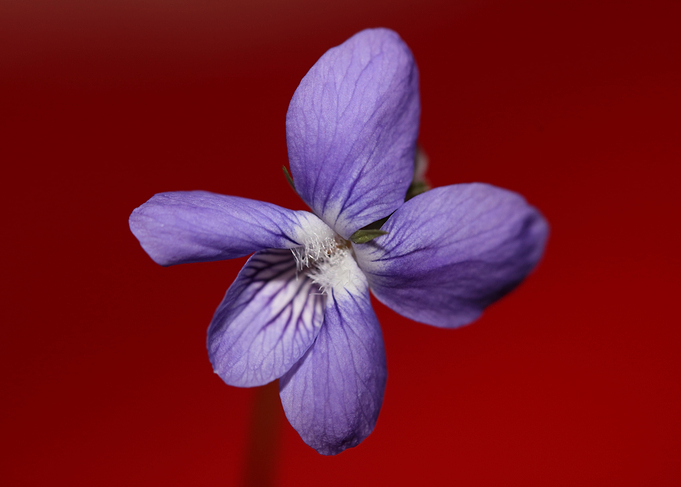 Viola flowering close up