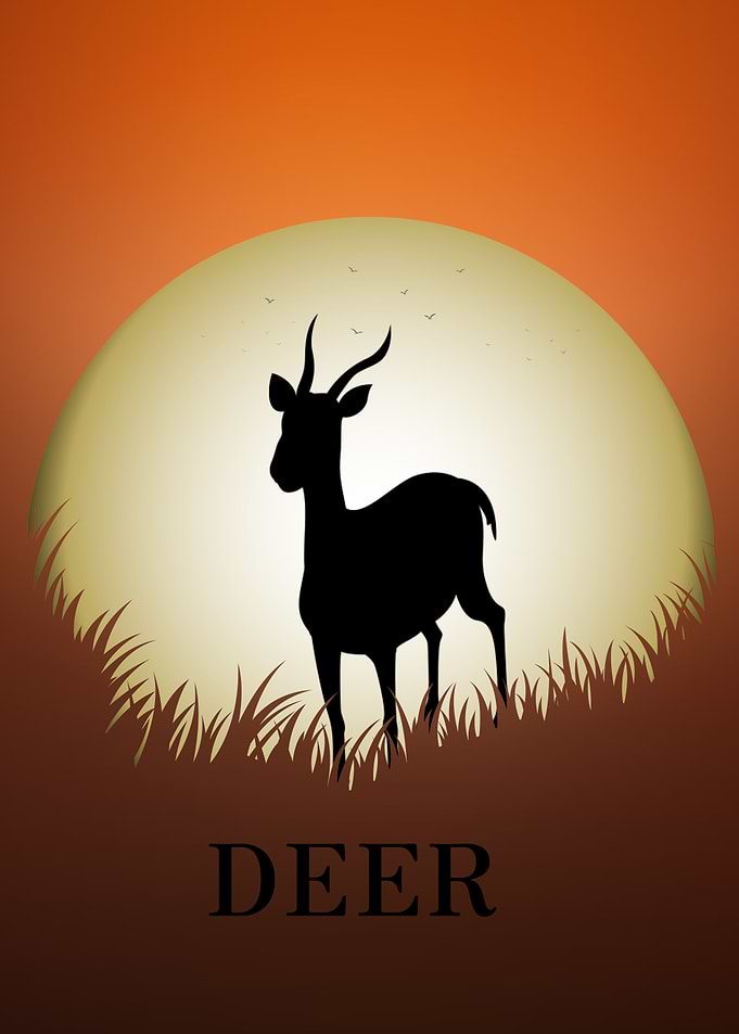 Deer Animal