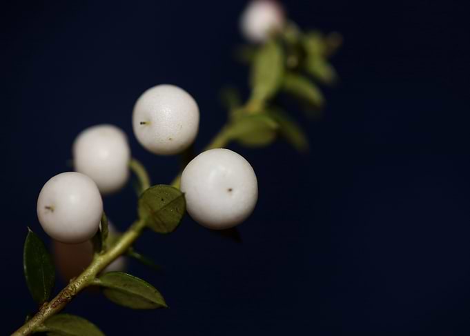White Gaultheria fruits