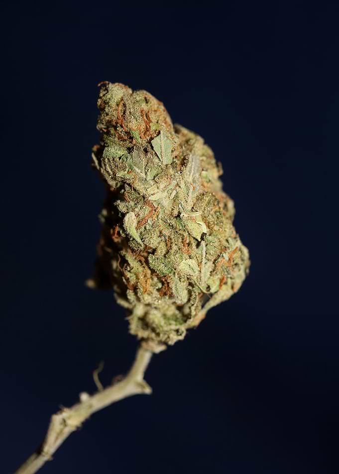 Weed bud super lemon haze