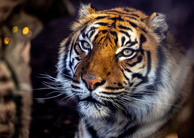 Sumatran Tiger