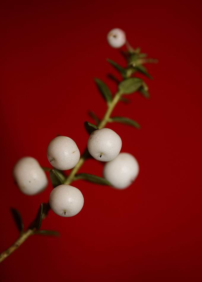 White Gaultheria fruits