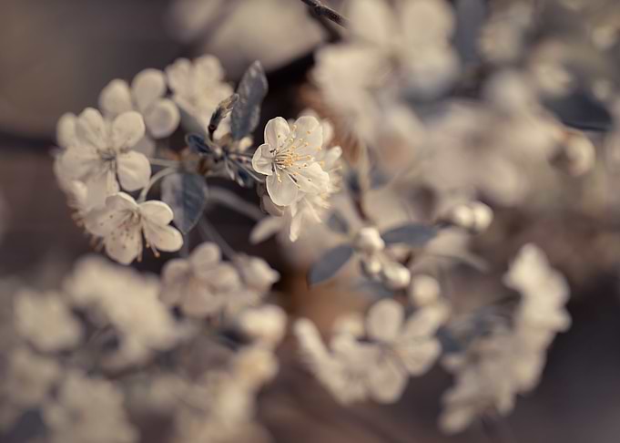 Cherry blossom, macro
