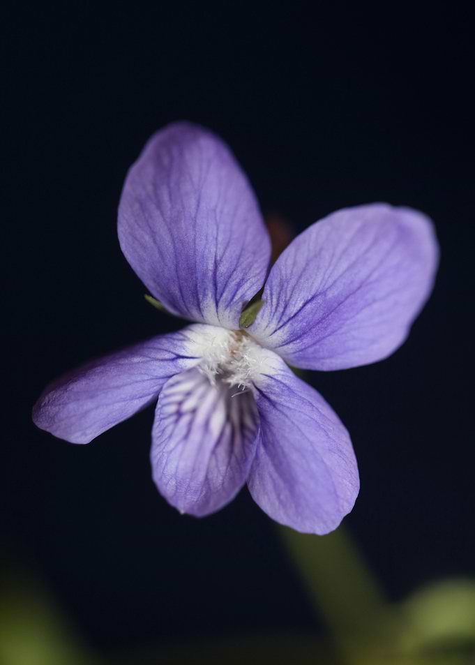 Viola flower blossoming