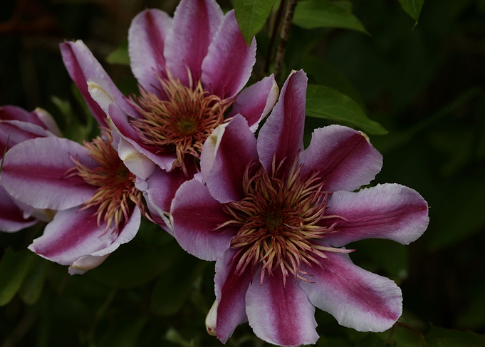 Clematis flower blossoming