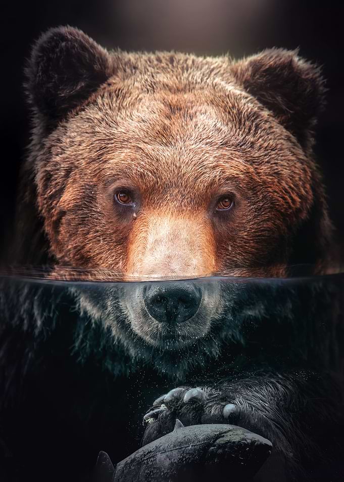 Underwater Bear