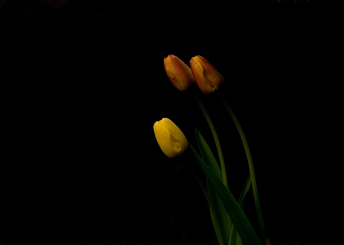 Trio of tulips