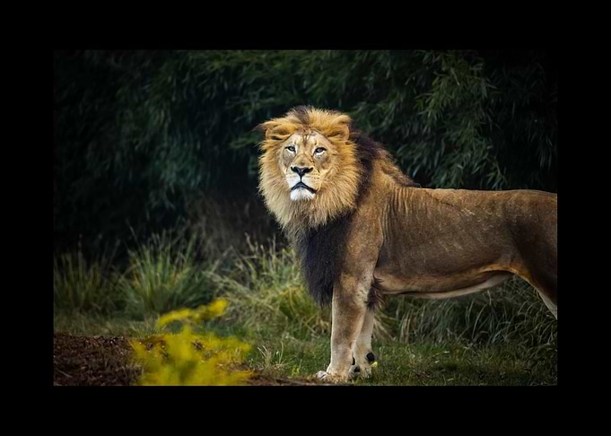 Lion
