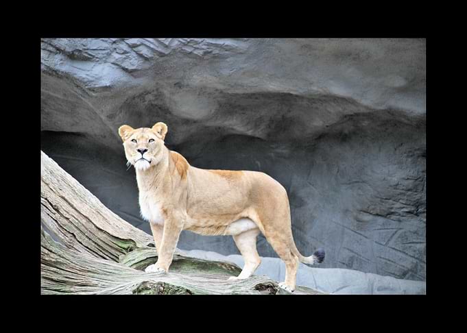 Lion