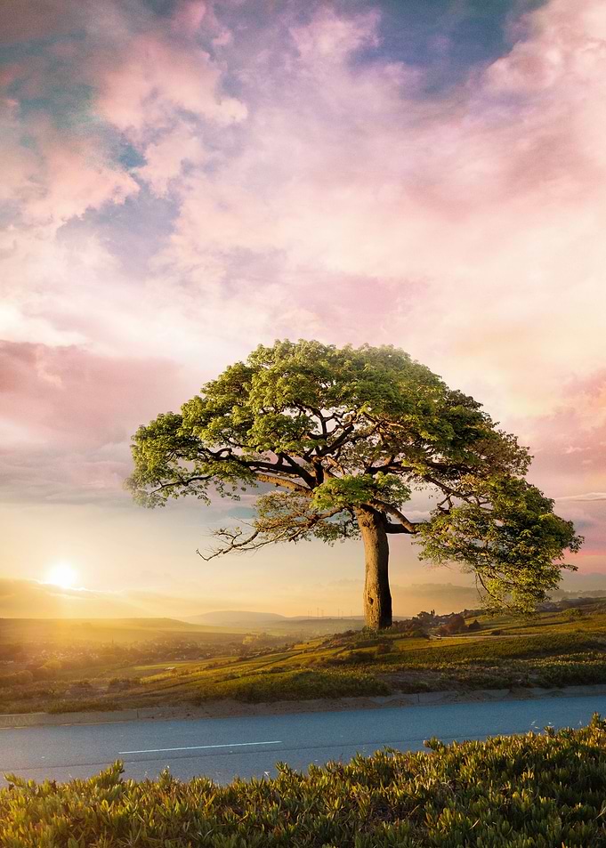 Road Side Tree