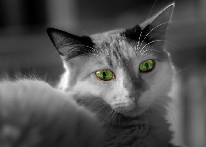 the cute cat