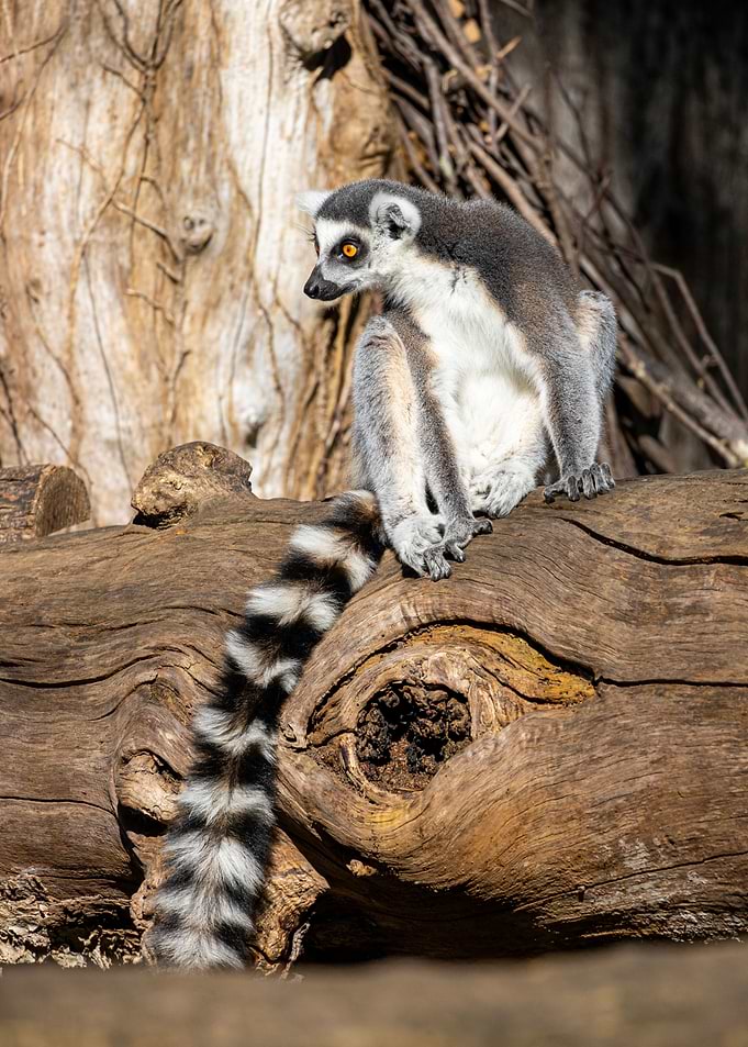 A ringtailed lemur