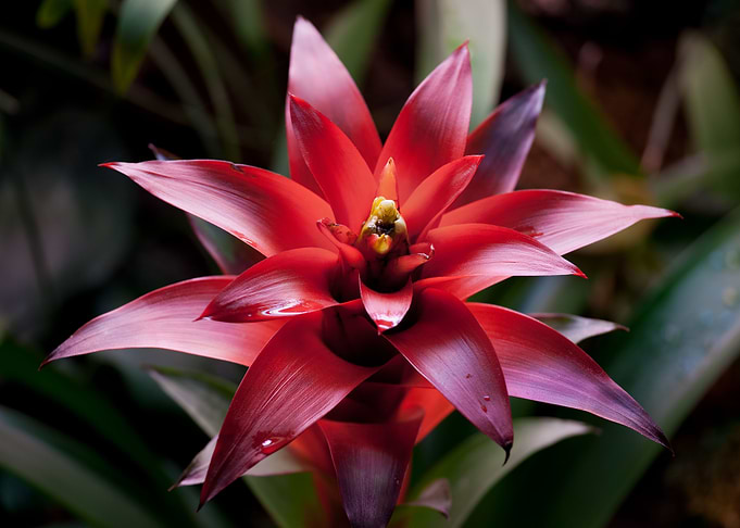 Bromelia Bromeliad Flower