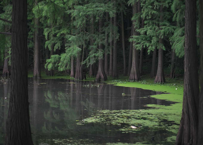 Lakeside